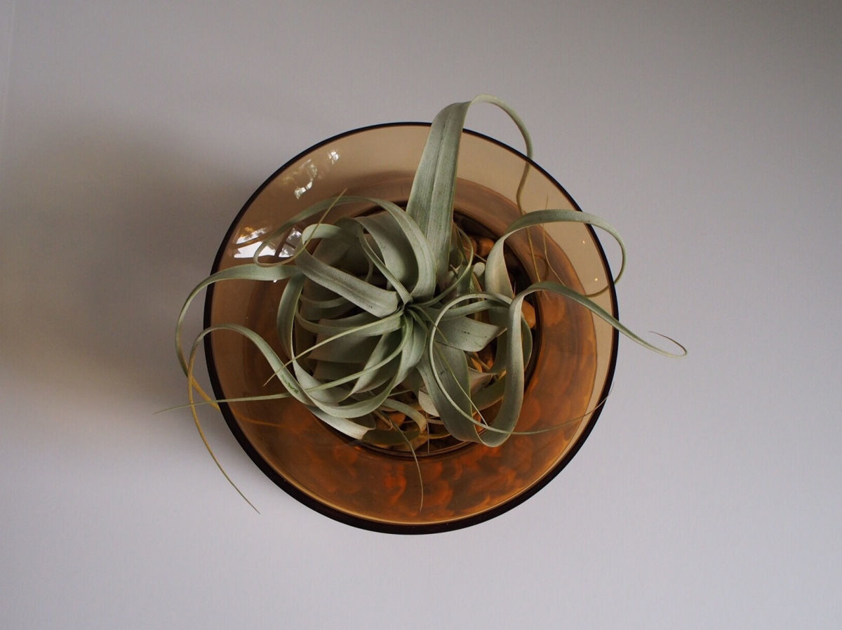 Air plant (Tillandsia xerographica)